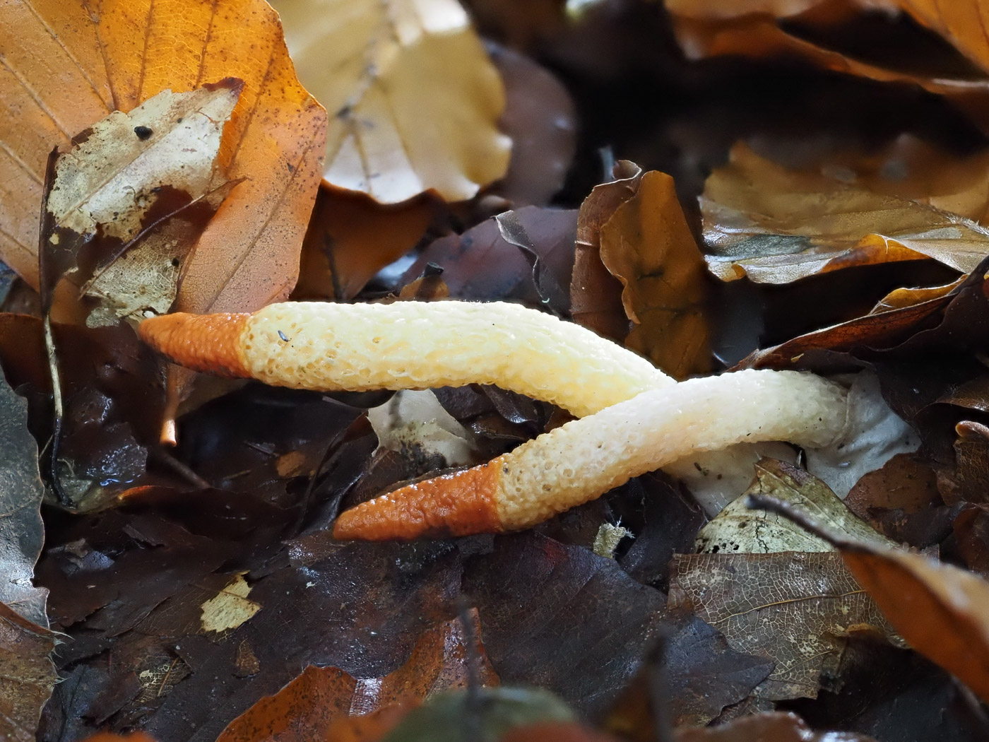 Photo © Justin Warhurst Mutinus caninus by Justin Warhurst